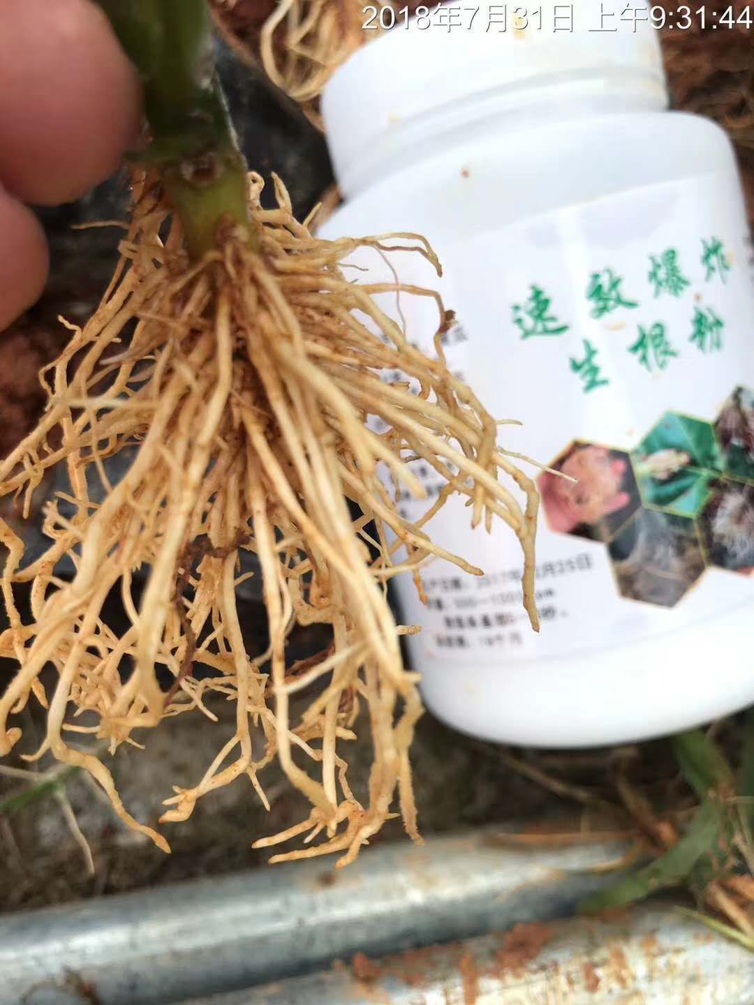 黄金百香果苗 