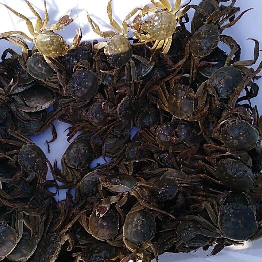 南京固城湖大闸蟹 2.0-2.5两 母蟹