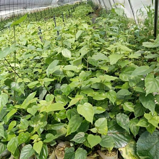 利川市豆腐柴苗 
