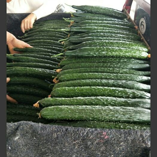 冠县密刺黄瓜 25~30cm 干花带刺 