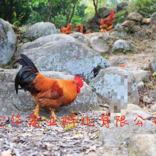 贵阳 灵山土鸡苗
