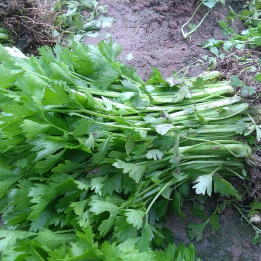 惠民县芹菜苗