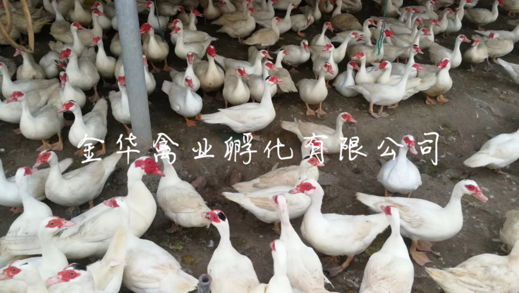 大种白番鸭苗