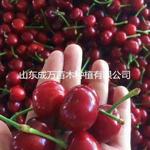 平邑县甜樱桃苗 