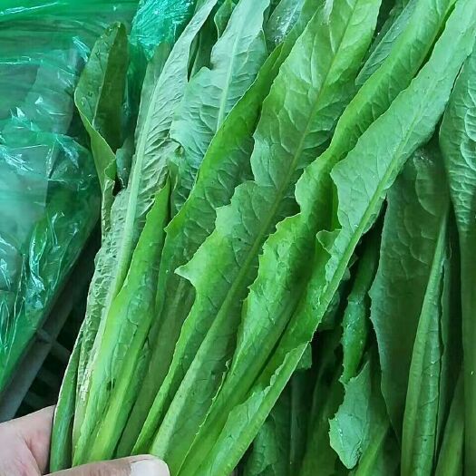 邯郸青油麦 20~25cm以上
