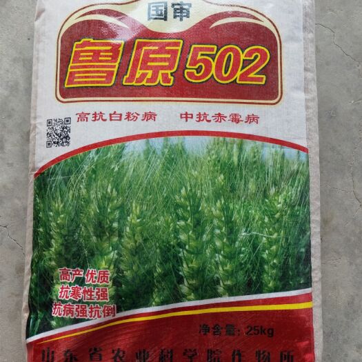济南小麦种子 