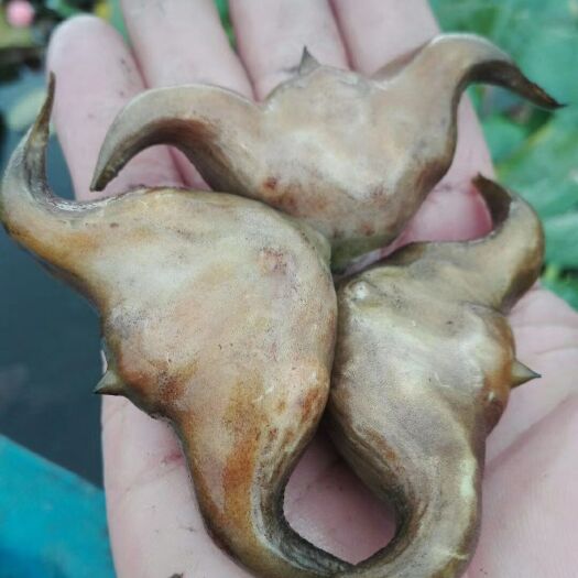 彭泽县大青菱 家菱 