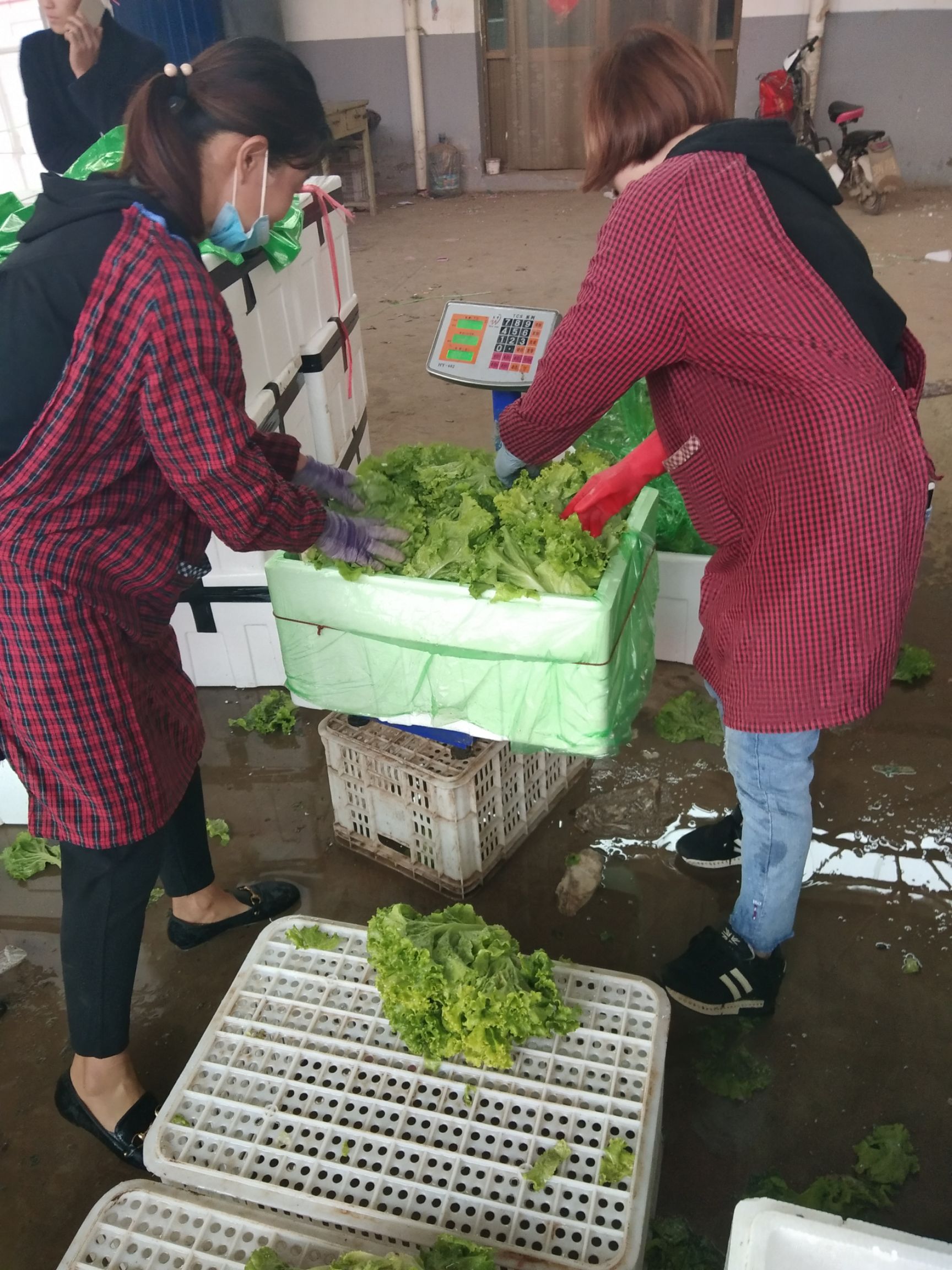 美國(guó)大速生  生菜  青葉（黃葉生菜） 小葉精品生菜