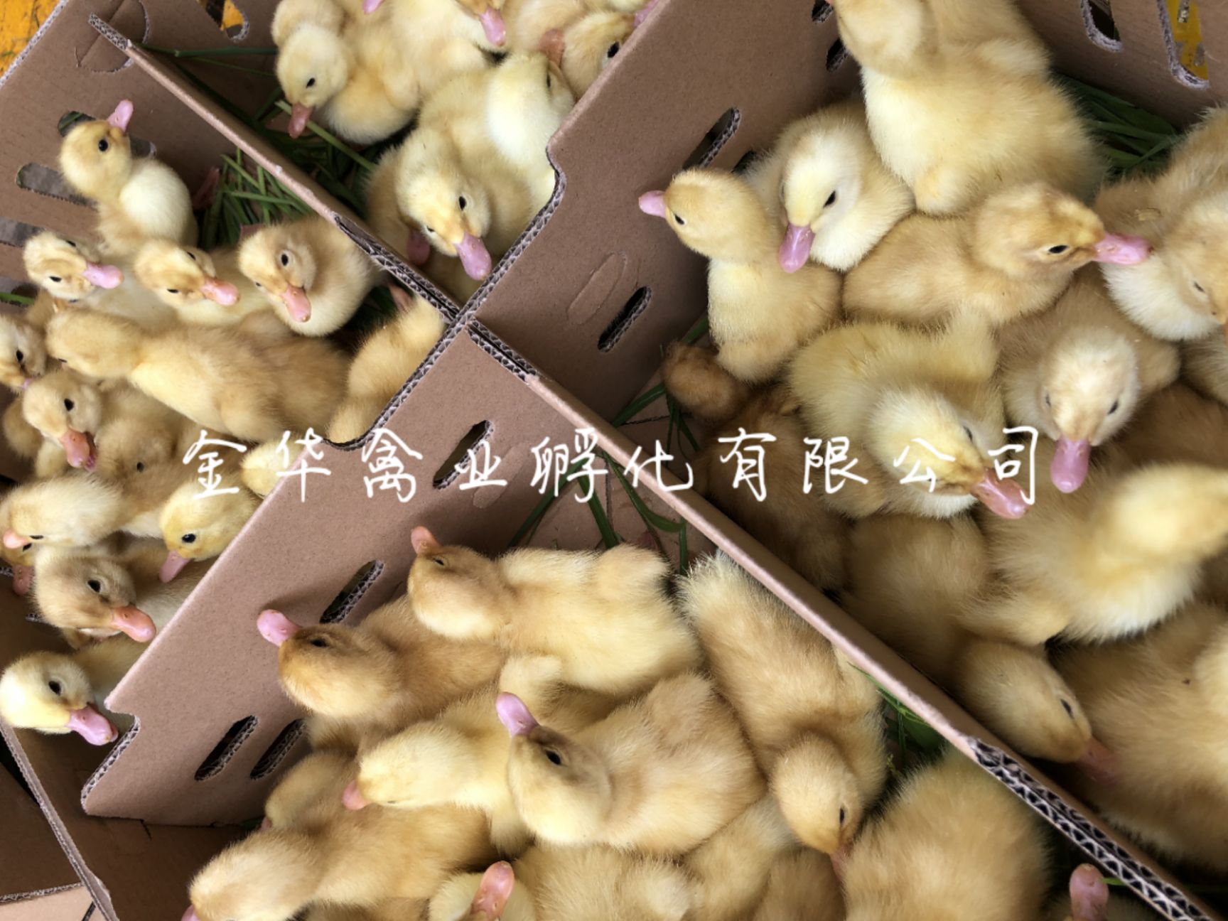 大种白番鸭苗