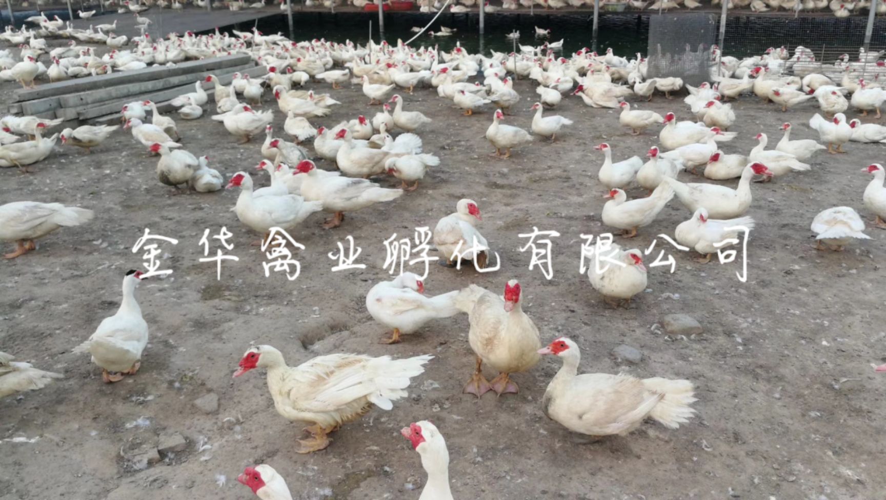 大种白番鸭苗