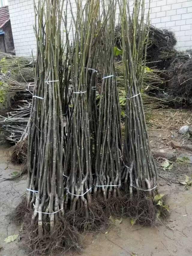 薄皮核桃苗