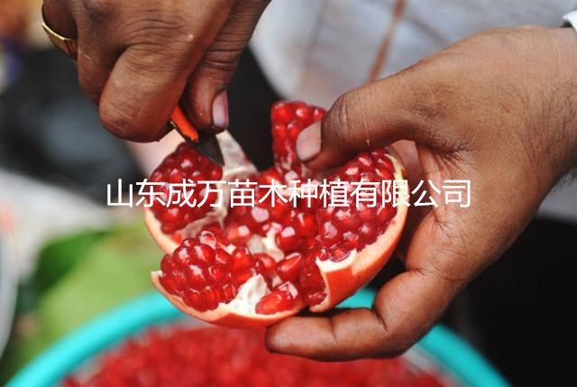 软籽石榴苗 