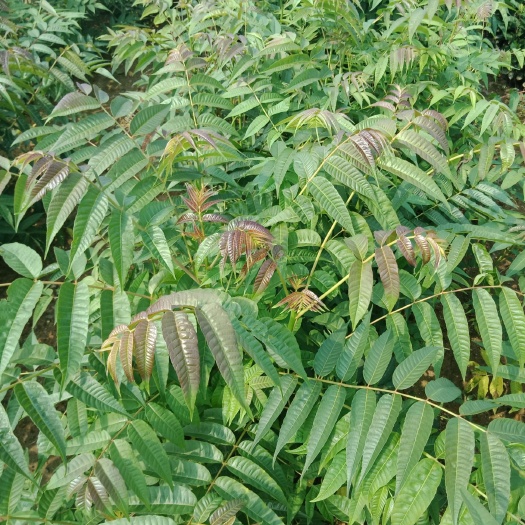 泰安红油香椿苗 2公分以下