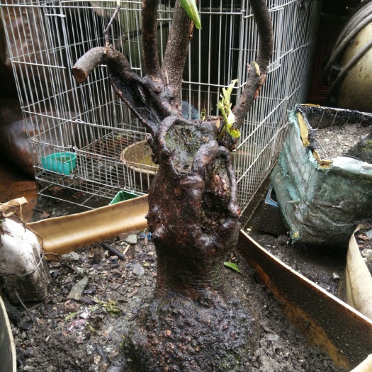 康定市云银杜鹃 0.5~1米