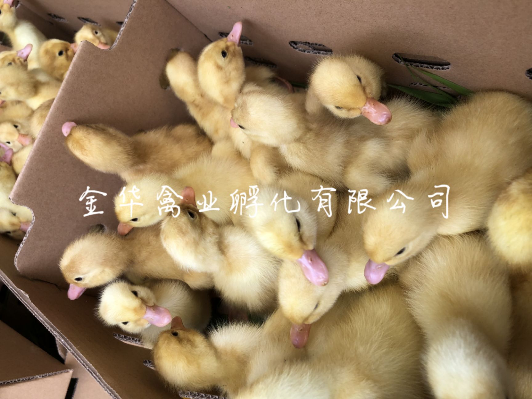 大种白番鸭苗