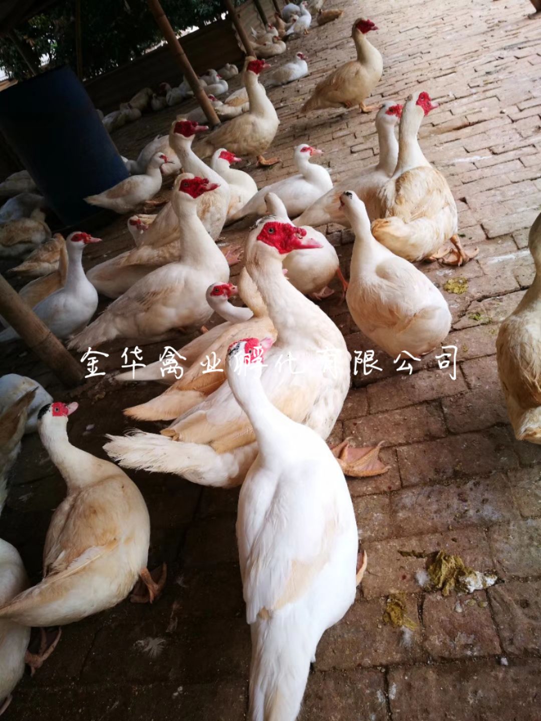 大种白番鸭苗