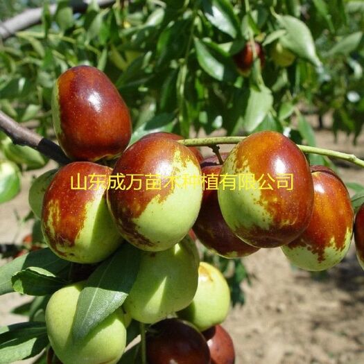平邑县冬枣树苗 