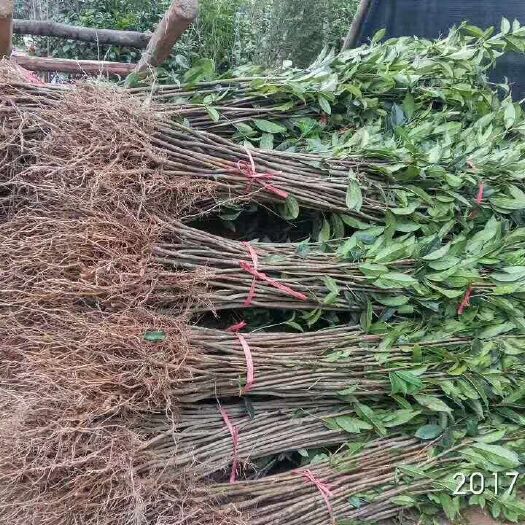 咸宁金桂花树苗 