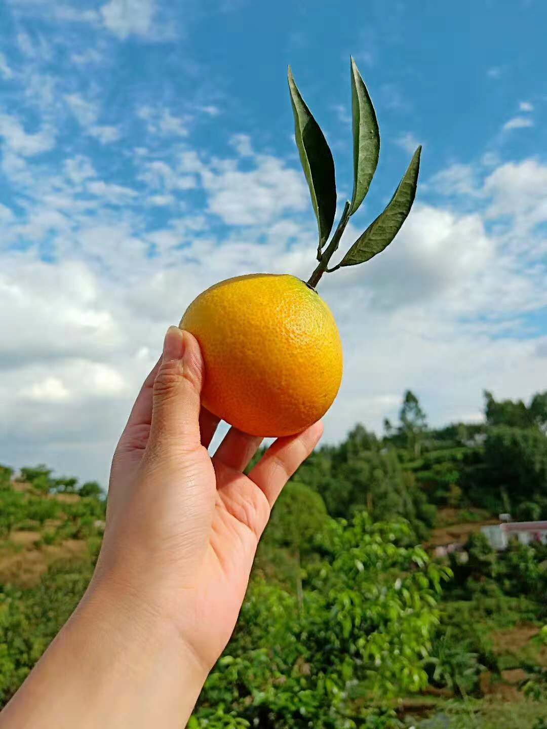 4.5 - 5cm爱媛38号柑桔