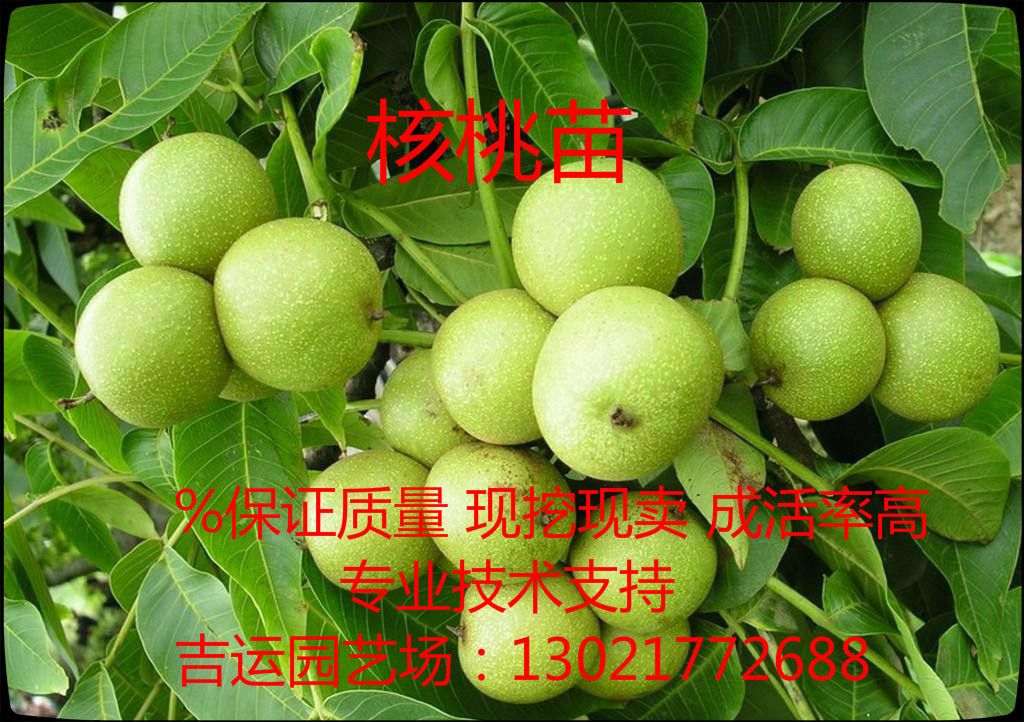薄皮核桃苗