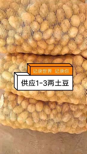 肥城市荷兰15号土豆 1~3两2-4两中货