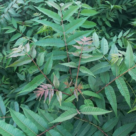 泰安红油香椿苗 2公分以下