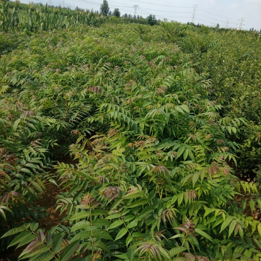 红油6号香椿苗