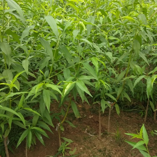 新沂市黄桃树苗 1~1.5米
