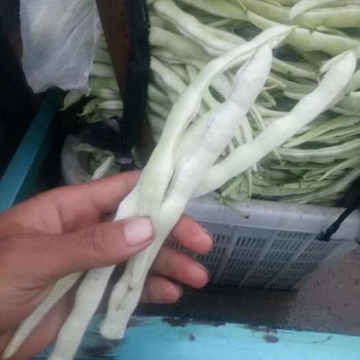 兰陵县九粒白芸豆