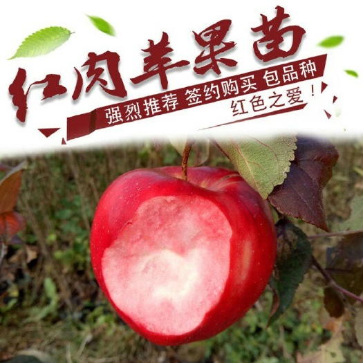 平邑县红色之爱苹果苗 1~1.5米