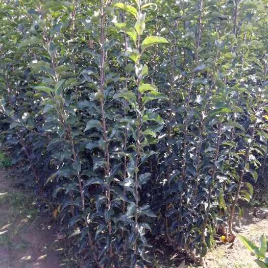 营口红富士苹果苗  矮化苹果苗，辽宁矮化寒富苹果苗，矮化寒富苹果苗，二刀苹果苗