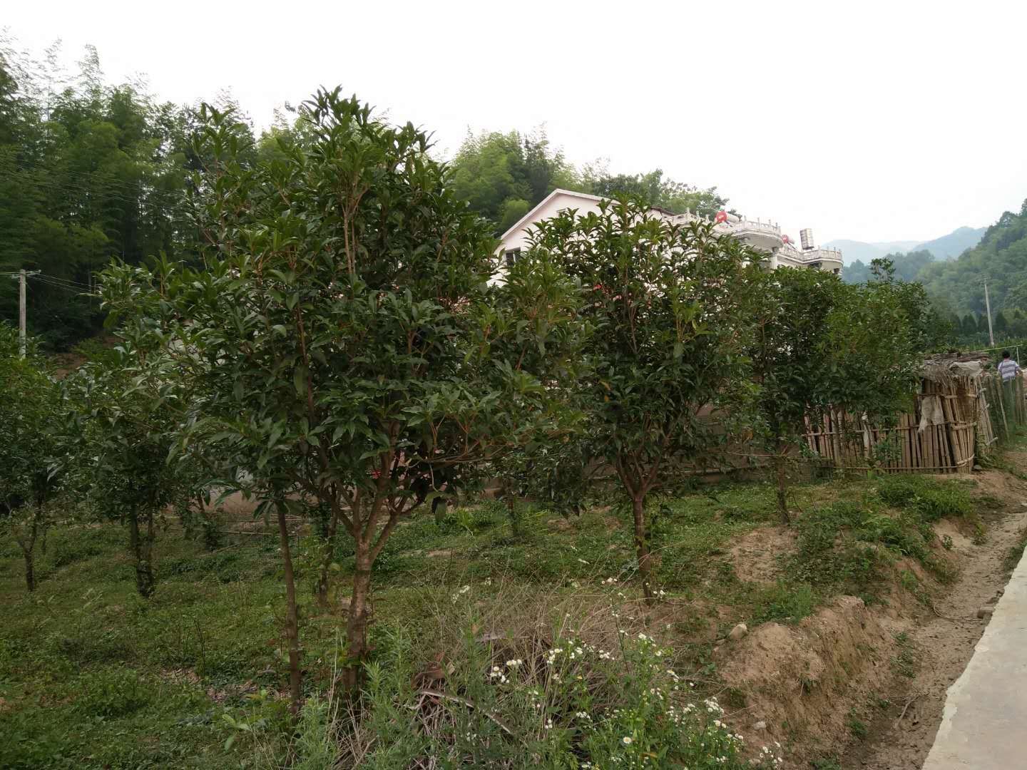 桂花树 