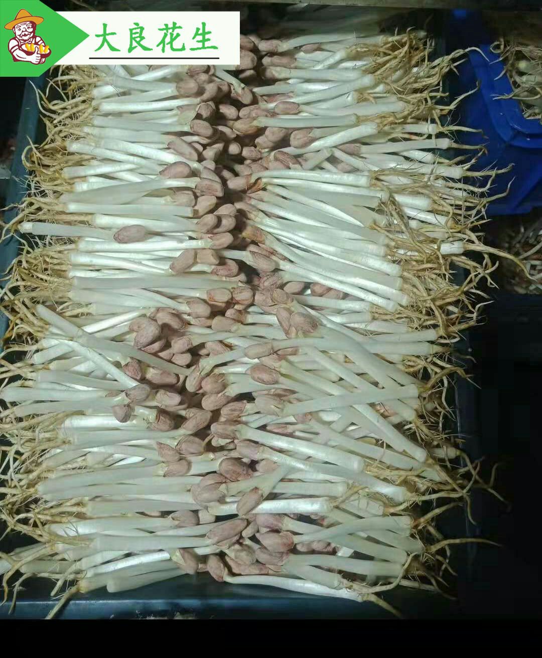 花生种子
