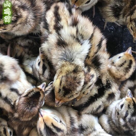 广州 ，七彩三鸡出壳小鸡苗运输包活