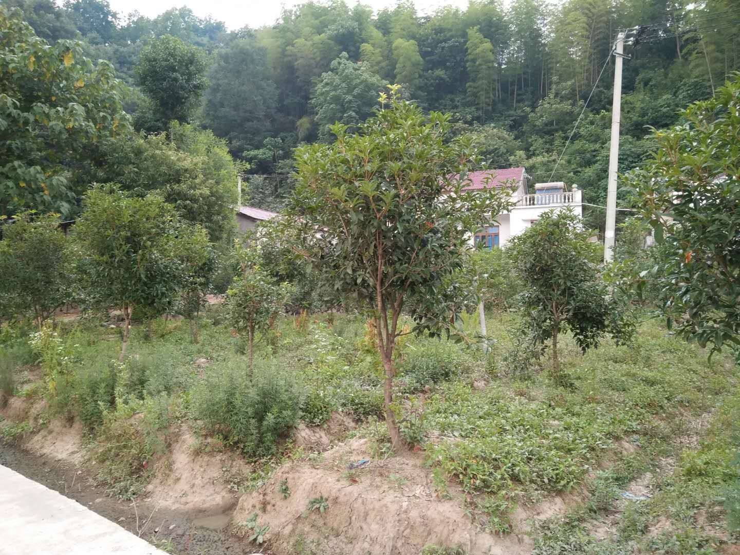 桂花树 