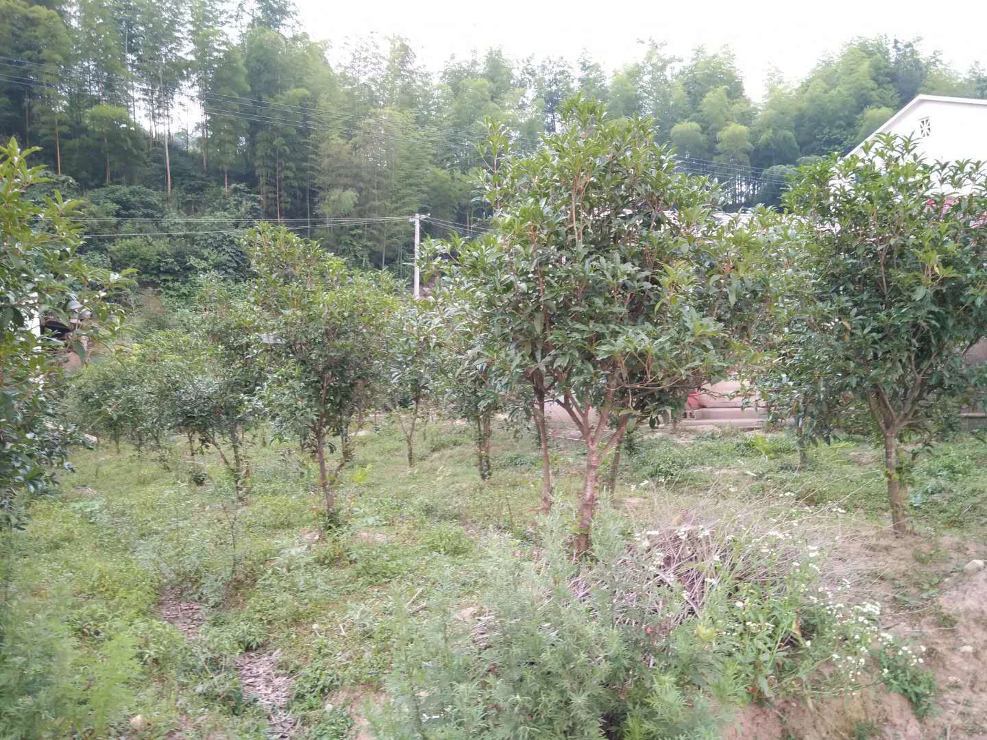 桂花树 