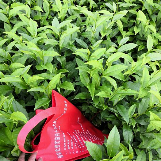 三江县绿茶树苗  0.5米以下 嫁接苗 红茶树苗