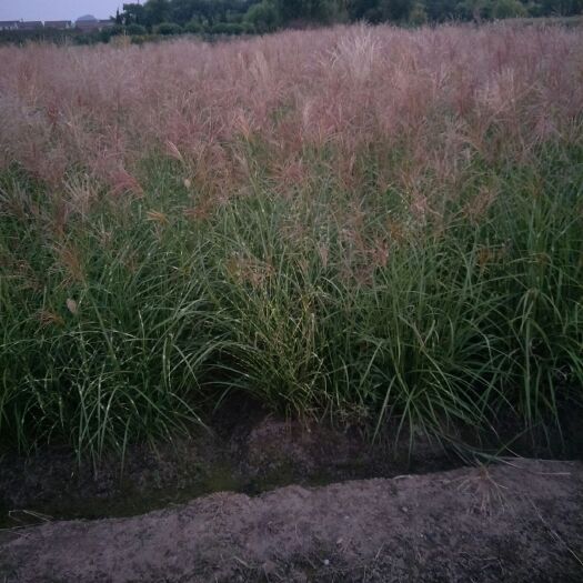 杭州水生细叶芒 