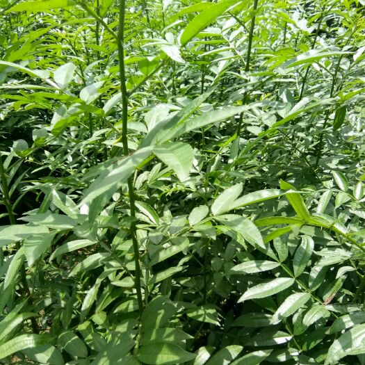 简阳市九叶青花椒苗
