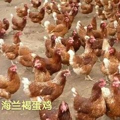 广州海兰褐蛋鸡苗 