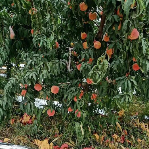 平度市金秋红密桃 寒露蜜