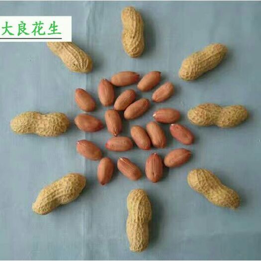 安丘市花生种子