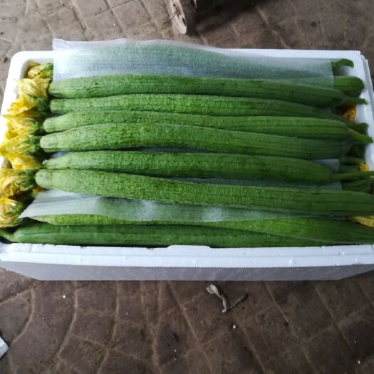 寿光市鲜花丝瓜 30~50cm