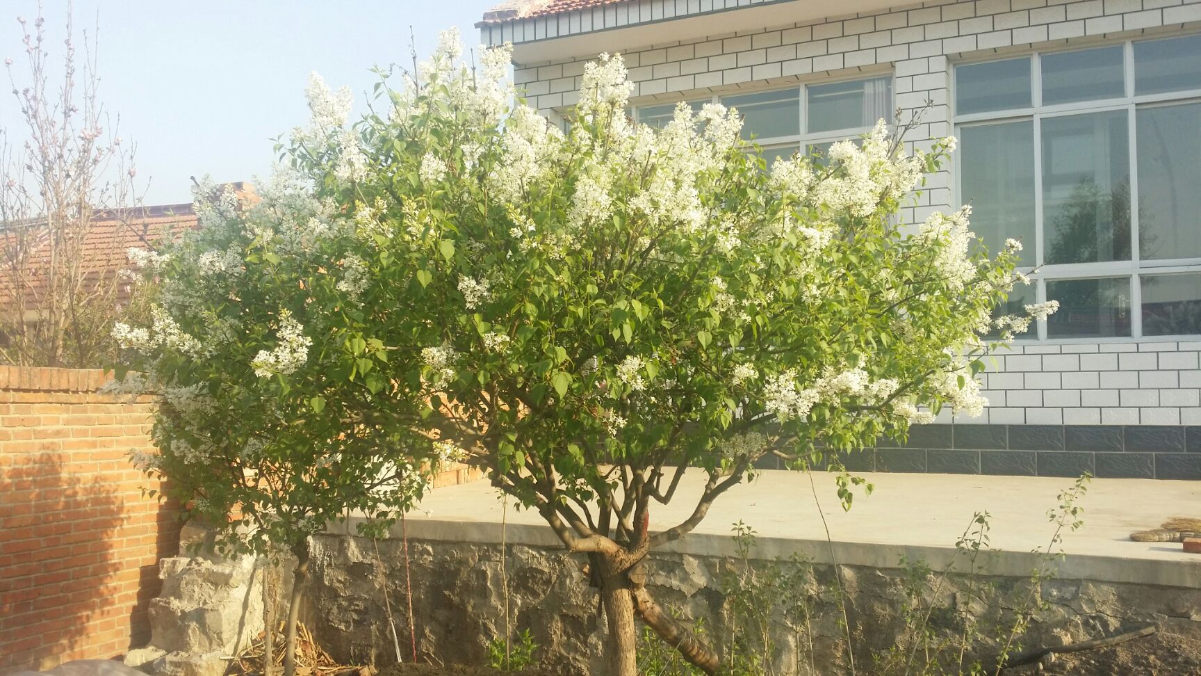  原生独干，高干，白、紫丁香