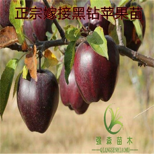 平邑县红富士苹果苗 1~1.5米