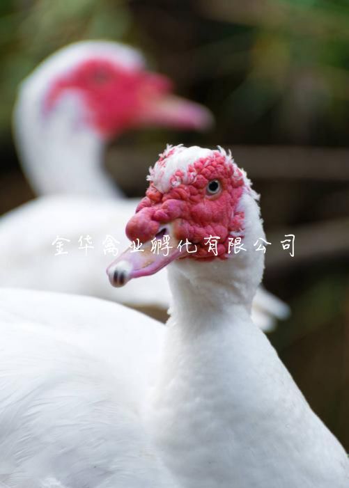 贵阳大种白番鸭苗