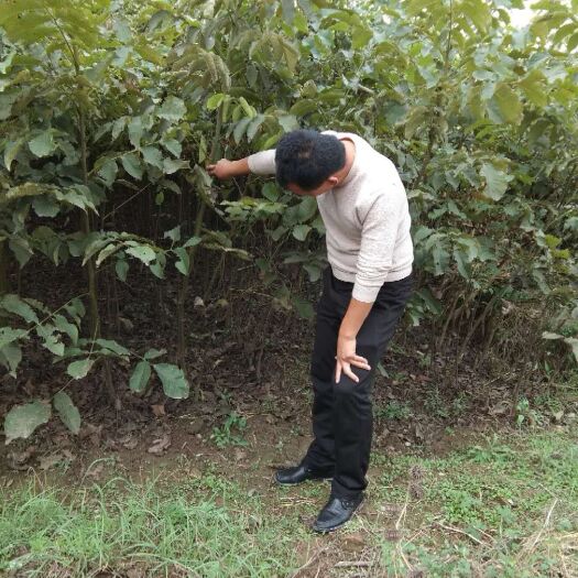 汾阳市嫁接核桃苗