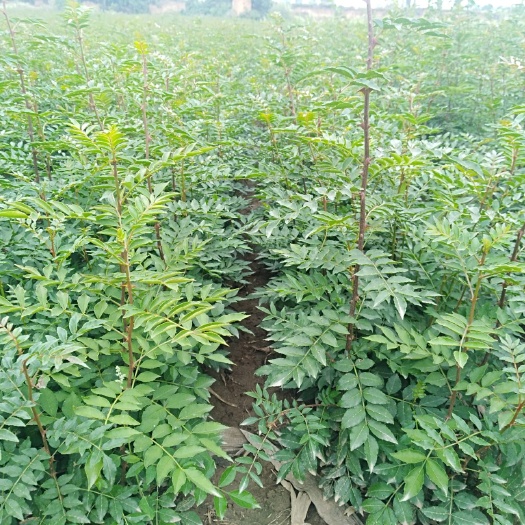 绛县大红袍花椒苗