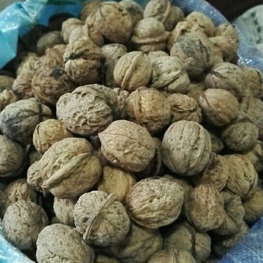 白水县棉核桃 