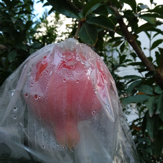西安临潼酸石榴